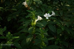Barleria grandiflora